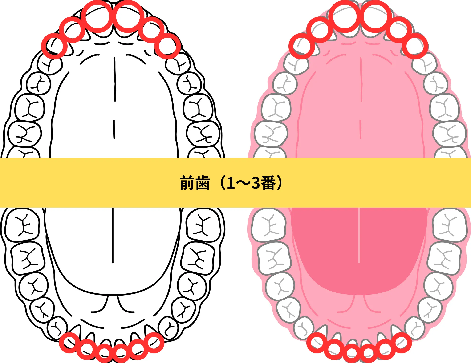 小臼歯（4番・5番）のイメージ