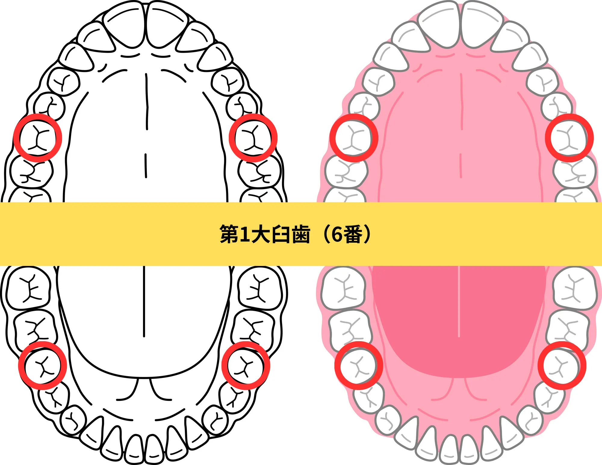 第1大臼歯（6番）のイメージ