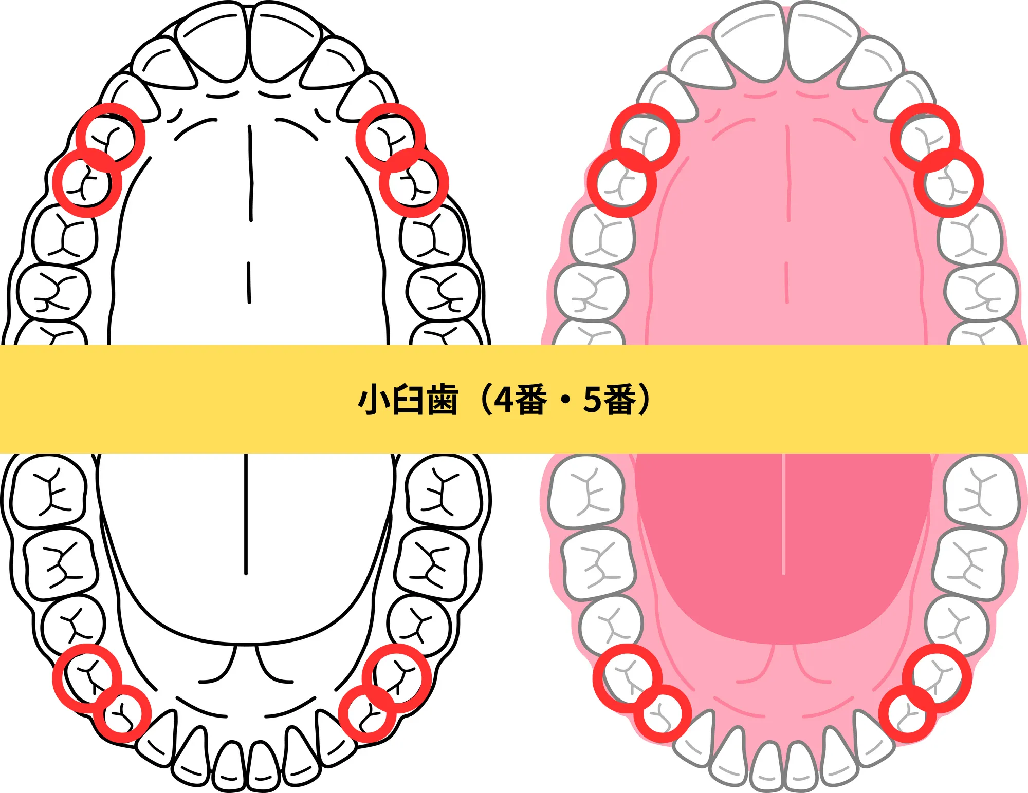 第2大臼歯（7番）のイメージ